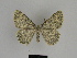  ( - SE MNC Lep 00641)  @12 [ ] Copyright (2010) Unspecified Museum fuer Naturkunde, Chemnitz