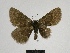  ( - SE MNC Lep 00654)  @11 [ ] Copyright (2010) Unspecified Museum fuer Naturkunde, Chemnitz