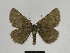  ( - SE MNC Lep 00655)  @14 [ ] Copyright (2010) Unspecified Museum fuer Naturkunde, Chemnitz