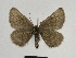 ( - SE MNC Lep 00655)  @13 [ ] Copyright (2010) Unspecified Museum fuer Naturkunde, Chemnitz