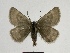  ( - SE MNC Lep 00656)  @13 [ ] Copyright (2010) Unspecified Museum fuer Naturkunde, Chemnitz