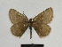  ( - SE MNC Lep 00658)  @11 [ ] Copyright (2010) Unspecified Museum fuer Naturkunde, Chemnitz