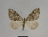  (Thera cembrae - SE MNC Lep 00689)  @13 [ ] Copyright (2010) Unspecified Museum fuer Naturkunde, Chemnitz