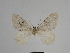  ( - SE MNC Lep 00719)  @13 [ ] Copyright (2010) Unspecified Museum fuer Naturkunde, Chemnitz