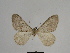  ( - SE MNC Lep 00720)  @13 [ ] Copyright (2010) Unspecified Museum fuer Naturkunde, Chemnitz