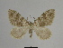  ( - SE MNC Lep 00724)  @14 [ ] Copyright (2010) Unspecified Museum fuer Naturkunde, Chemnitz