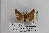  (Lemonia pelilei - BC JM 0009)  @13 [ ] Unspecified (default): All Rights Reserved  Unspecified Unspecified