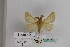  (Lemonia balloni - BC JM 0031)  @13 [ ] Unspecified (default): All Rights Reserved  Unspecified Unspecified