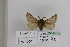 (Lemonia syriaca - BC JM 0038)  @13 [ ] Unspecified (default): All Rights Reserved  Unspecified Unspecified