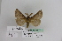  (Lemonia GM01Is - BC JM 0049)  @12 [ ] Unspecified (default): All Rights Reserved  Unspecified Unspecified