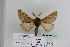  (Lemonia philophalus - BC JM 0054)  @13 [ ] Unspecified (default): All Rights Reserved  Unspecified Unspecified