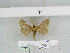  (Lemonia GM03Is - BC JM 0075)  @12 [ ] Unspecified (default): All Rights Reserved  Unspecified Unspecified
