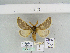  (Lemonia philophalusAM01Sp - BC JM 0086)  @13 [ ] Unspecified (default): All Rights Reserved  Unspecified Unspecified