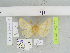  (Lemonia pontica - BC JM 0140)  @13 [ ] Unspecified (default): All Rights Reserved  Unspecified Unspecified