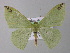  ( - BC ZSM Lep 19831)  @14 [ ] CreativeCommons - Attribution Non-Commercial Share-Alike (2010) Unspecified SNSB, Zoologische Staatssammlung Muenchen