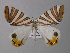 ( - BC ZSM Lep 19832)  @13 [ ] CreativeCommons - Attribution Non-Commercial Share-Alike (2010) Unspecified SNSB, Zoologische Staatssammlung Muenchen