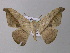  ( - BC ZSM Lep 19834)  @14 [ ] CreativeCommons - Attribution Non-Commercial Share-Alike (2010) Unspecified SNSB, Zoologische Staatssammlung Muenchen