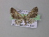  ( - BC ZSM Lep 19839)  @11 [ ] CreativeCommons - Attribution Non-Commercial Share-Alike (2010) Unspecified SNSB, Zoologische Staatssammlung Muenchen