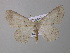  ( - BC ZSM Lep 19845)  @13 [ ] CreativeCommons - Attribution Non-Commercial Share-Alike (2010) Unspecified SNSB, Zoologische Staatssammlung Muenchen