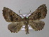  ( - BC ZSM Lep 19856)  @13 [ ] CreativeCommons - Attribution Non-Commercial Share-Alike (2010) Unspecified SNSB, Zoologische Staatssammlung Muenchen