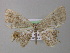  (Opisthoxia AH01Ec - BC ZSM Lep 19857)  @13 [ ] CreativeCommons - Attribution Non-Commercial Share-Alike (2010) Unspecified SNSB, Zoologische Staatssammlung Muenchen