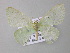  ( - BC ZSM Lep 19858)  @13 [ ] CreativeCommons - Attribution Non-Commercial Share-Alike (2010) Unspecified SNSB, Zoologische Staatssammlung Muenchen