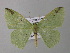  ( - BC ZSM Lep 19863)  @14 [ ] CreativeCommons - Attribution Non-Commercial Share-Alike (2010) Unspecified SNSB, Zoologische Staatssammlung Muenchen