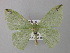  ( - BC ZSM Lep 19866)  @11 [ ] CreativeCommons - Attribution Non-Commercial Share-Alike (2010) Unspecified SNSB, Zoologische Staatssammlung Muenchen