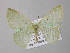  ( - BC ZSM Lep 19874)  @12 [ ] CreativeCommons - Attribution Non-Commercial Share-Alike (2010) Unspecified SNSB, Zoologische Staatssammlung Muenchen