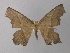  (Eutomopepla AH01Ec - BC ZSM Lep 19880)  @14 [ ] CreativeCommons - Attribution Non-Commercial Share-Alike (2010) Unspecified SNSB, Zoologische Staatssammlung Muenchen