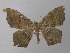  (Oxydia optimaAH01Ec - BC ZSM Lep 19889)  @14 [ ] CreativeCommons - Attribution Non-Commercial Share-Alike (2010) Unspecified SNSB, Zoologische Staatssammlung Muenchen