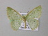  ( - BC ZSM Lep 19914)  @13 [ ] CreativeCommons - Attribution Non-Commercial Share-Alike (2010) Unspecified SNSB, Zoologische Staatssammlung Muenchen