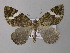  (Hydriomena AH01Ec - BC ZSM Lep 19918)  @14 [ ] CreativeCommons - Attribution Non-Commercial Share-Alike (2010) Unspecified SNSB, Zoologische Staatssammlung Muenchen