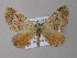  ( - BC ZSM Lep 19921)  @13 [ ] CreativeCommons - Attribution Non-Commercial Share-Alike (2010) Unspecified SNSB, Zoologische Staatssammlung Muenchen