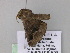  ( - BC ZSM Lep 26764)  @12 [ ] CreativeCommons - Attribution Non-Commercial Share-Alike (2010) Unspecified SNSB, Zoologische Staatssammlung Muenchen