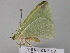  (Nemoria erinaAH01Ve - BC ZSM Lep 26778)  @12 [ ] CreativeCommons - Attribution Non-Commercial Share-Alike (2010) Unspecified SNSB, Zoologische Staatssammlung Muenchen