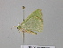  (Nemoria AH03Ve - BC ZSM Lep 26783)  @13 [ ] CreativeCommons - Attribution Non-Commercial Share-Alike (2010) Unspecified SNSB, Zoologische Staatssammlung Muenchen