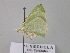  (Nemoria AH05Ve - BC ZSM Lep 26785)  @12 [ ] CreativeCommons - Attribution Non-Commercial Share-Alike (2010) Unspecified SNSB, Zoologische Staatssammlung Muenchen