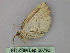  ( - BC ZSM Lep 26790)  @12 [ ] CreativeCommons - Attribution Non-Commercial Share-Alike (2010) Unspecified SNSB, Zoologische Staatssammlung Muenchen