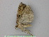  ( - BC ZSM Lep 26807)  @12 [ ] CreativeCommons - Attribution Non-Commercial Share-Alike (2010) Unspecified SNSB, Zoologische Staatssammlung Muenchen