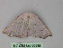  ( - BC ZSM Lep 26835)  @13 [ ] CreativeCommons - Attribution Non-Commercial Share-Alike (2010) Unspecified SNSB, Zoologische Staatssammlung Muenchen