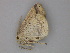  ( - BC ZSM Lep 26842)  @12 [ ] CreativeCommons - Attribution Non-Commercial Share-Alike (2010) Unspecified SNSB, Zoologische Staatssammlung Muenchen