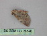  ( - BC ZSM Lep 26846)  @12 [ ] CreativeCommons - Attribution Non-Commercial Share-Alike (2010) Unspecified SNSB, Zoologische Staatssammlung Muenchen