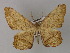  ( - BC ZSM Lep 26857)  @14 [ ] CreativeCommons - Attribution Non-Commercial Share-Alike (2010) Unspecified SNSB, Zoologische Staatssammlung Muenchen