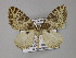 ( - BC ZSM Lep 26858)  @14 [ ] CreativeCommons - Attribution Non-Commercial Share-Alike (2010) Unspecified SNSB, Zoologische Staatssammlung Muenchen