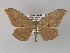  (Dalima schistacearia - BC ZSM Lep 26864)  @14 [ ] CreativeCommons - Attribution Non-Commercial Share-Alike (2010) Unspecified SNSB, Zoologische Staatssammlung Muenchen