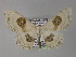  ( - BC ZSM Lep 26896)  @14 [ ] CreativeCommons - Attribution Non-Commercial Share-Alike (2010) Unspecified SNSB, Zoologische Staatssammlung Muenchen