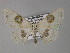  ( - BC ZSM Lep 26897)  @14 [ ] CreativeCommons - Attribution Non-Commercial Share-Alike (2010) Unspecified SNSB, Zoologische Staatssammlung Muenchen
