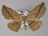  ( - BC ZSM Lep 26903)  @14 [ ] CreativeCommons - Attribution Non-Commercial Share-Alike (2010) Unspecified SNSB, Zoologische Staatssammlung Muenchen