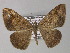  ( - BC ZSM Lep 26933)  @14 [ ] CreativeCommons - Attribution Non-Commercial Share-Alike (2010) Unspecified SNSB, Zoologische Staatssammlung Muenchen